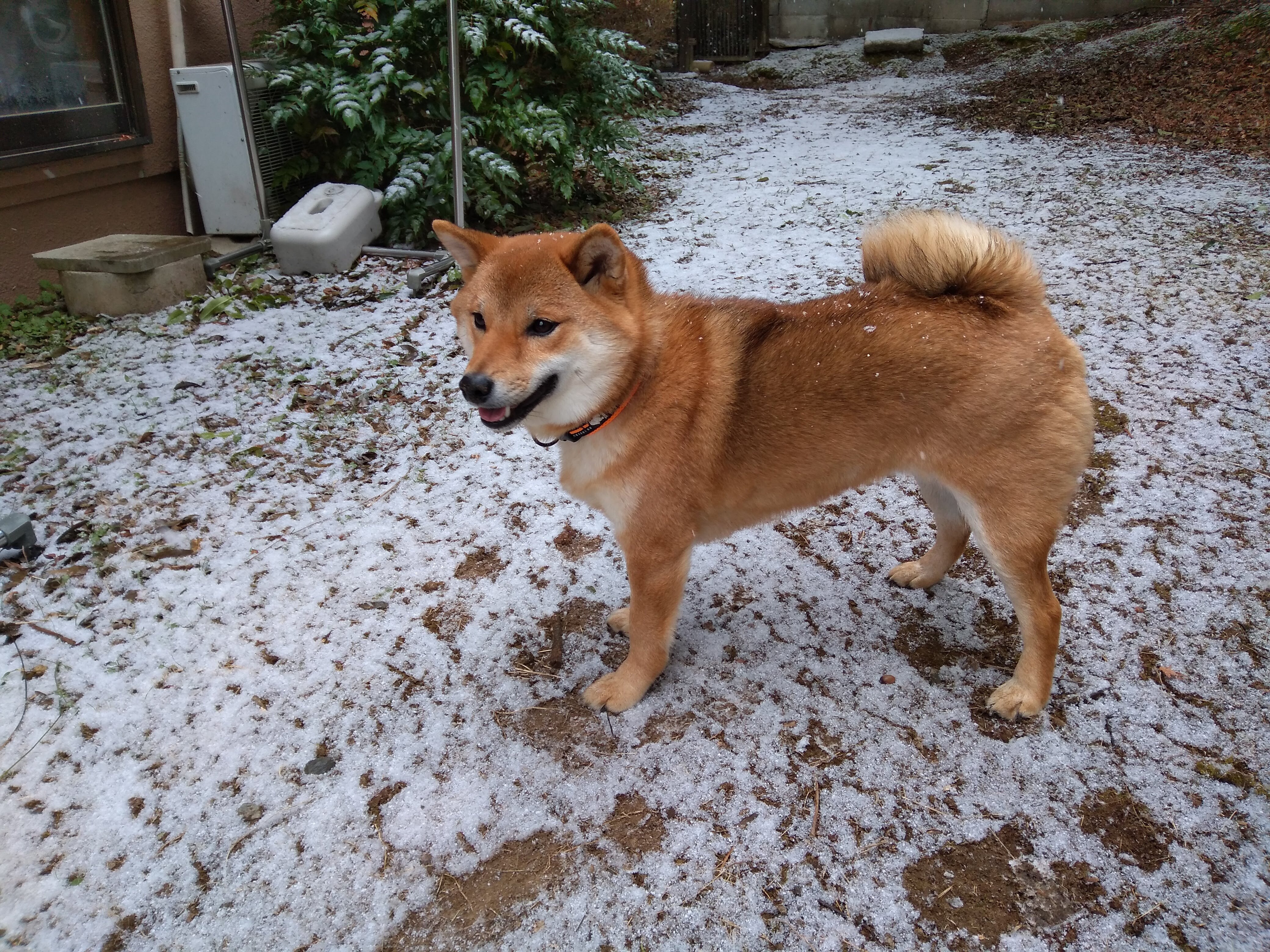 アシッドフォーク（Acid Folk）？ 「白い午後」: 高階杞一「日々の